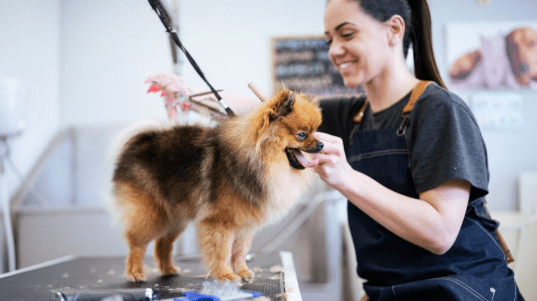 Professional Dog Grooming in Dubai – Keeping Your Pets Happy and Healthy