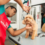 Professional Pet Groomers in Dubai for Your Furry Friends