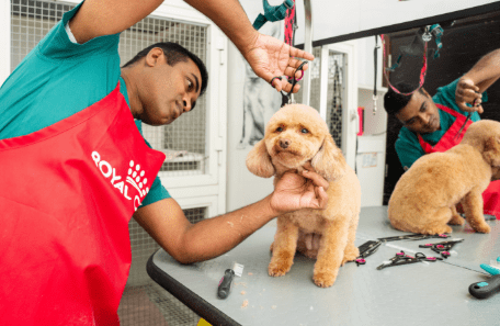 Professional Pet Groomers in Dubai for Your Furry Friends