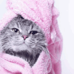 Professional Cat Grooming Service for Your Feline Friends