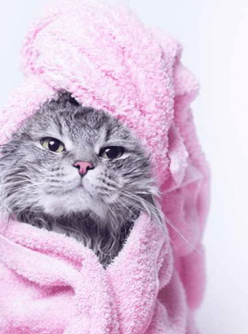 Professional Cat Grooming Service for Your Feline Friends