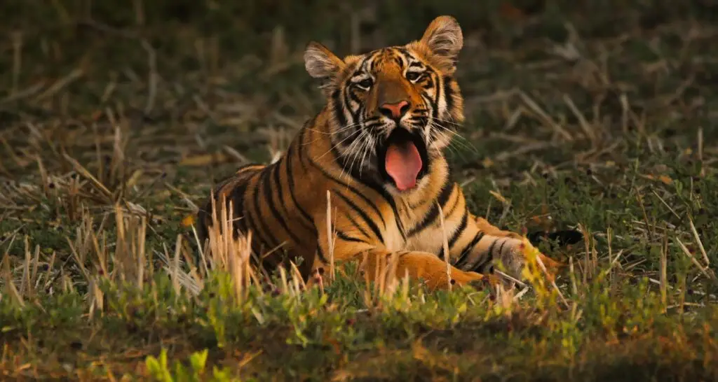 Explore the Wild Side: Best Tadoba Packages for a Memorable Jungle Safari
