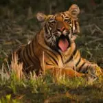Top Destinations for an Unforgettable Tiger Safari in India