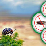 Affordable Termite Control Services in Lahore for Homes and Businesses