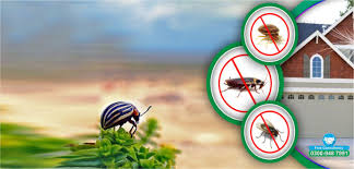Affordable Termite Control Services in Lahore for Homes and Businesses