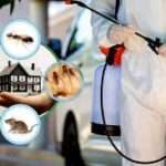 Professional Termite Control Services in Lahore for Total Building Protection