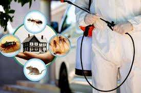 Professional Termite Control Services in Lahore for Total Building Protection