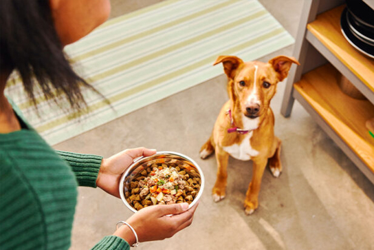 Professional Doggy Daycare Near Me with Daily Playtime, Love & Expert Care