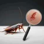 Cockroach Control in Sharjah & Ajman – Professional Pest Control Services by Alpests