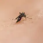 Mosquito Control in Sharjah & Ajman – Professional Mosquito Pest Control Services by Alpests