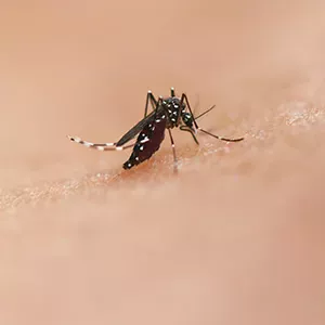 Ant Control in Sharjah & Ajman – Professional Ant Pest Control Services by Alpests