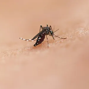 Mosquito Control in Sharjah & Ajman – Professional Mosquito Pest Control Services by Alpests