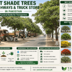 🌿 How Indoor Plants Transform Modern Interior Design in Pakistan