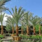 Buyer’s Guide: Choosing the Best Medjool Date Palms for Your Farm or Garden