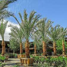 Buyer’s Guide: Choosing the Best Medjool Date Palms for Your Farm or Garden