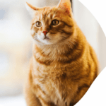 Cat Ear Cleaning in Dubai: Complete Guide for Pet Parents