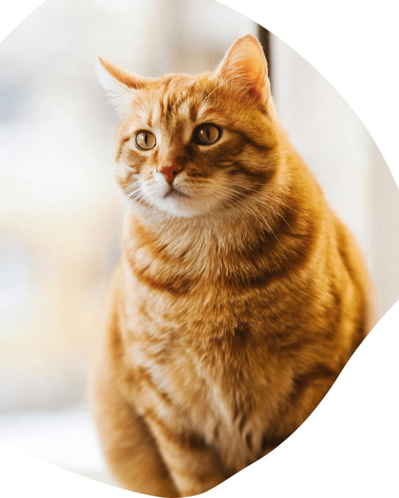 Cat Ear Cleaning in Dubai: Complete Guide for Pet Parents Cat Ear Cleaning in Dubai: Complete Guide for Pet Parents