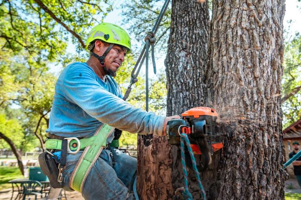 Calculate Tree Removal Costs Before Hiring Experts Calculate Tree Removal Costs Before Hiring Experts