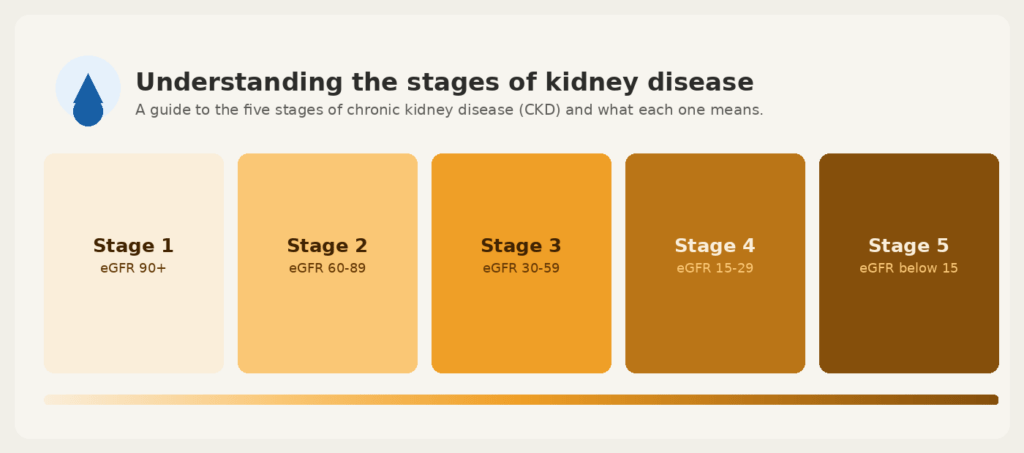 Understanding the Stages of Kidney Disease Understanding the Stages of Kidney Disease