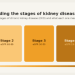 Understanding the Stages of Kidney Disease