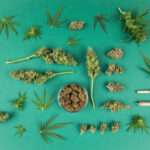A Complete Guide to Choosing the Right Cannabis Flower