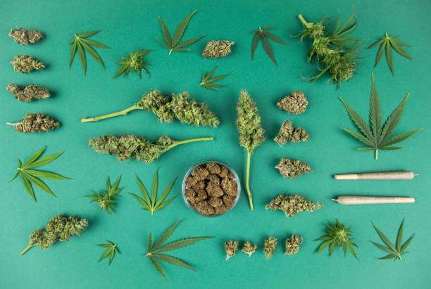 A Complete Guide to Choosing the Right Cannabis Flower
